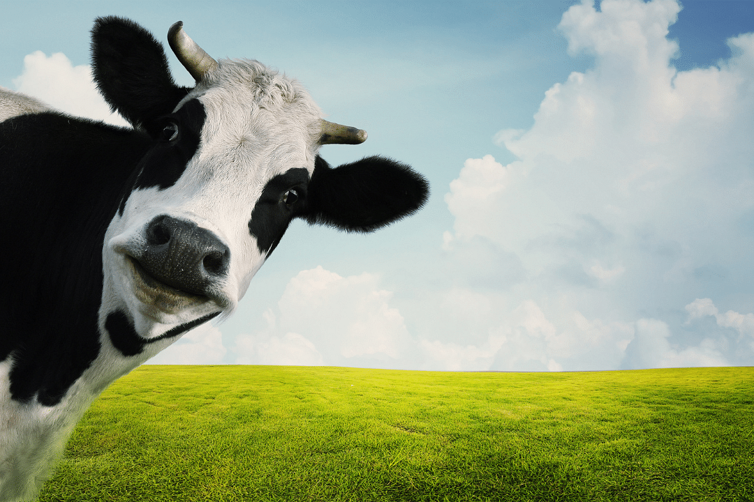 La Vaca Púrpura – Veterinaria Social Media